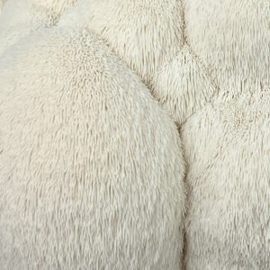 Lion's Mane