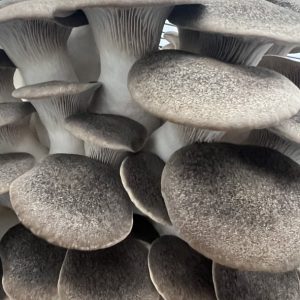 Black Pearl Oyster