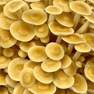 Golden Enoki