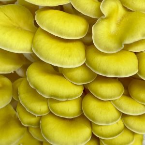Golden Oyster