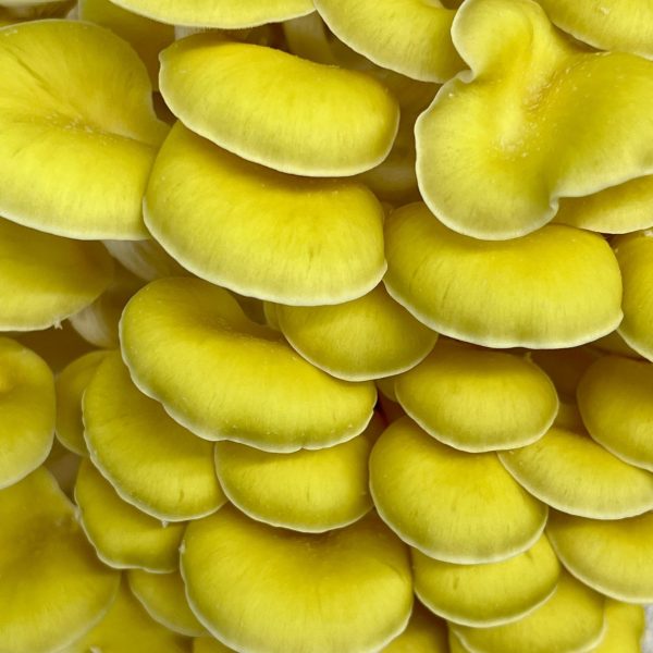 Golden Oyster