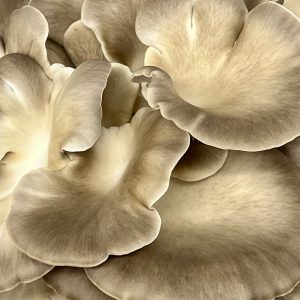 Italian Oyster