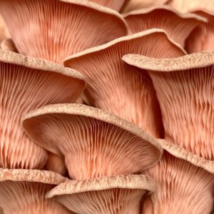 Pink Oyster