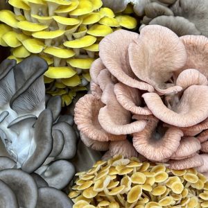 Mushroom Medley